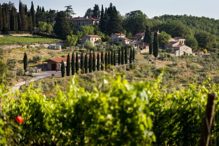 A Tuscan Dream in Each Drop