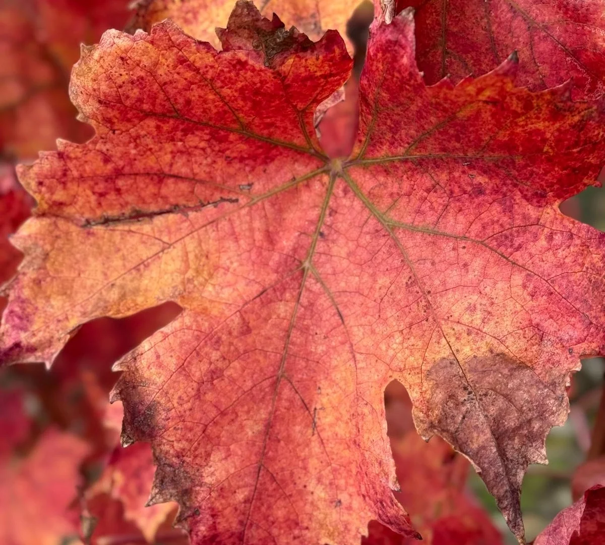 A Time for Giving Thanks